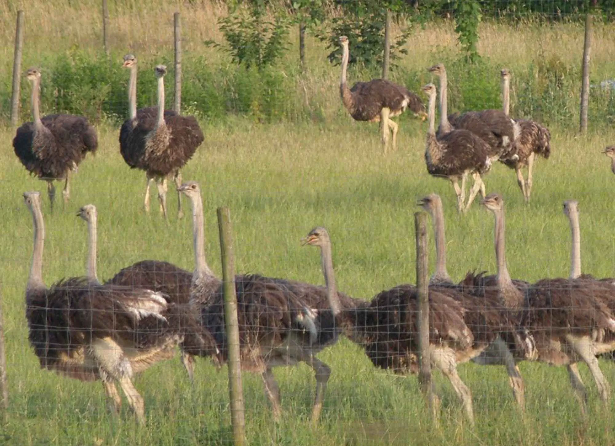 Straußenfarm Gemarkenhof