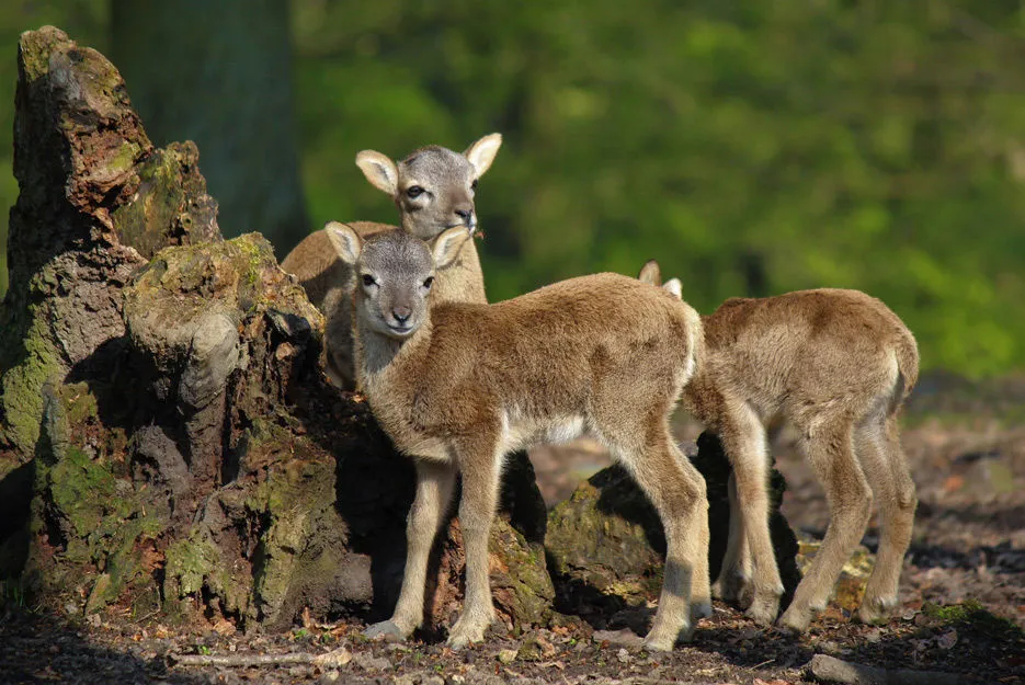 Wildpark Rolandseck
